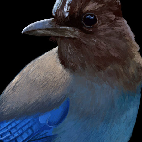 British Columbia Stellar Jay Provincial Bird (close up)