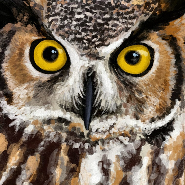 Alberta Great Horned Owl Provincial Bird (close up)