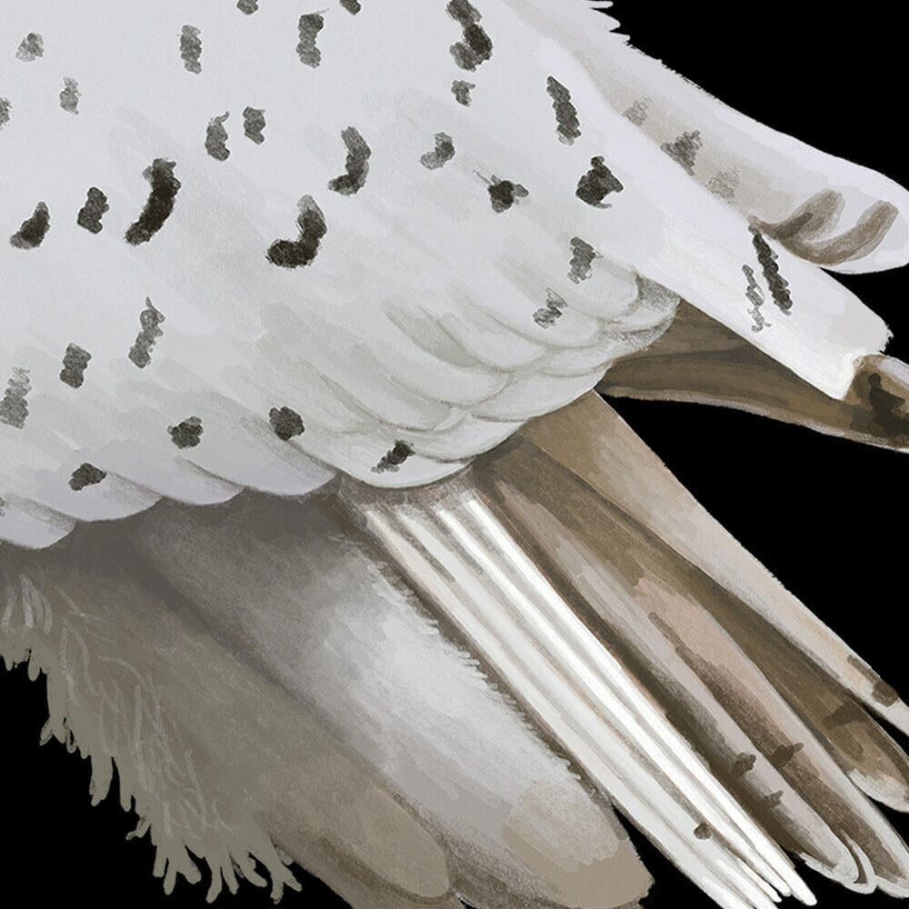 Quebec Snowy Owl Provincial Bird (close up)